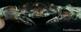 D Fossil Crab Pulalius - Washington State #7318-4